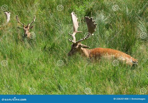 Fallow Deer with Antlers stock photo. Image of hiding - 226351408