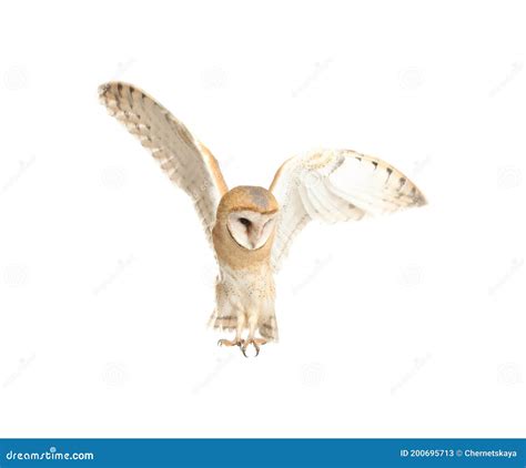 Beautiful Common Barn Owl Flying on White Background Stock Image ...