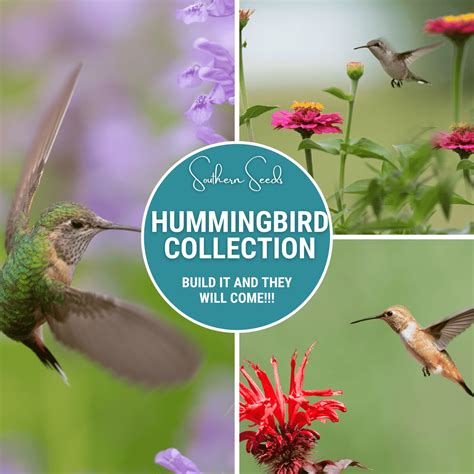 Hummingbird Garden Seed Collection - 10 Varieties – Southern Seeds