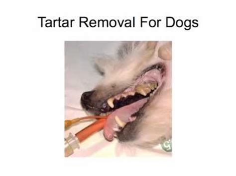 Best Tartar Remover Dogs | A Listly List