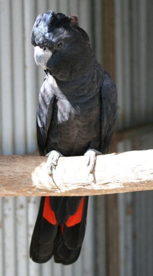 Biology and breeding of the Red-tailed Cockatoo. PART II Parrots Daily News