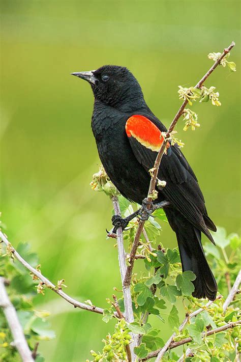 Male Red-winged Blackbird Photograph by Belinda Greb - Fine Art America