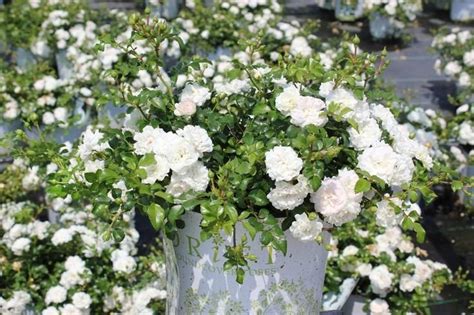 White Drift® Rose in 2021 | Drift roses, White drift roses, Ground cover roses