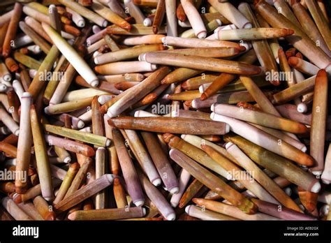 sea urchin spines Stock Photo - Alamy