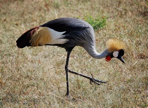 10 of the Largest Birds in the World | Fun Animals Wiki, Videos, Pictures, Stories