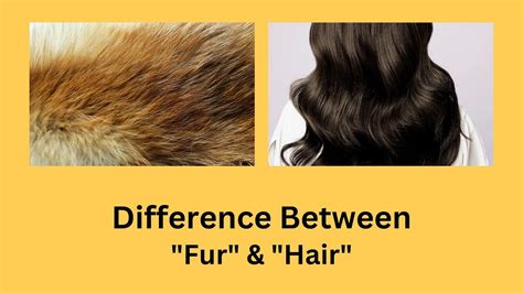 Difference Between Fur and Hair | Fur or Hair? Unlocking the Secrets of ...