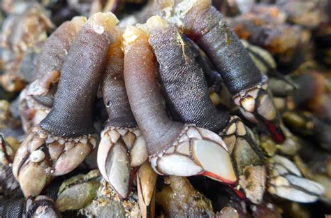 What Do Barnacles Eat? (6 Tips to Getting Rid of Them)