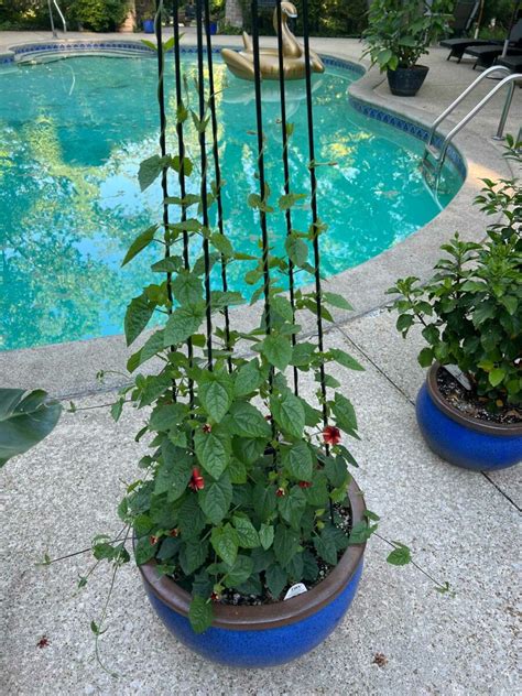 Black Eyed Susan Vine Trellis Ideas + Care Tips (Thunbergia)