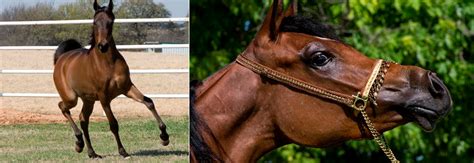 Arabian Horse breeders farms in Victoria - Australia | Arab Horses ...