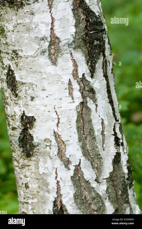 Silver birch bark hi-res stock photography and images - Alamy