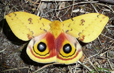 Io Moth: Identification, Life Cycle, Facts & Pictures