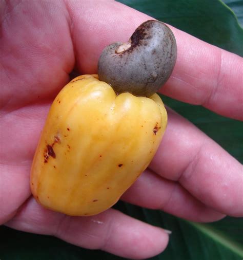 Polynesian Produce Stand : ~Anacardium occidentale~ RARE CASHEW NUT Fruit Tree Anacardiaceae ...