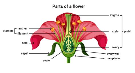 Flower Function and Structure : FLO202 Introduction to Floristry Stock ...