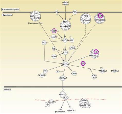 HIPPO Signaling Pathway. Components of HIPPO signaling pathway. Magenta... | Download Scientific ...