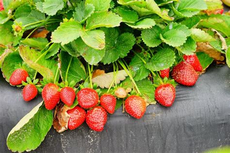 Strawberry farm stock photo. Image of forest, gardening - 111814356