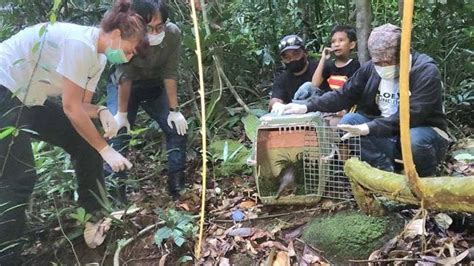 Alobi Foundation Bangka Belitung Kembalikan Trenggiling ke Habitat - Posbelitung.co