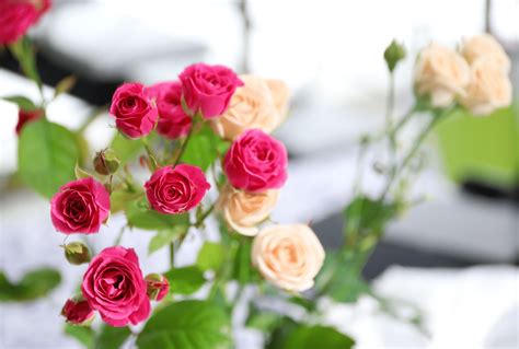 How To Grow Roses Indoors – MK Library