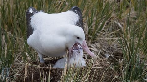 Wandering Albatross - Facts and Beyond | Biology Dictionary