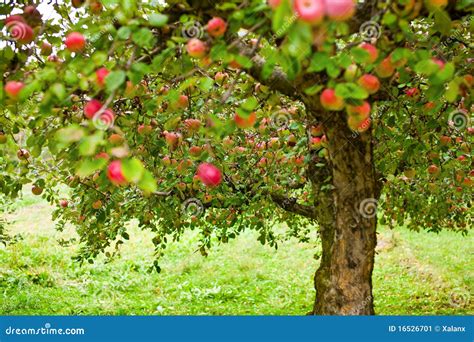 Apple trees orchard stock image. Image of apple, beautiful - 16526701