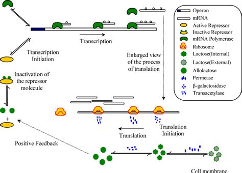 A cartoon representation of the operation of the lac operon enabling ...