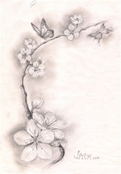 Pencil Cherry Blossom Sketch - pic-mayonegg