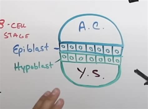 gastrulation Flashcards | Quizlet