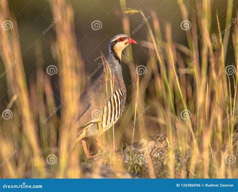 Chukar Partridge Peeking through Vegetation Stock Photo - Image of audubon, mountains: 126986096