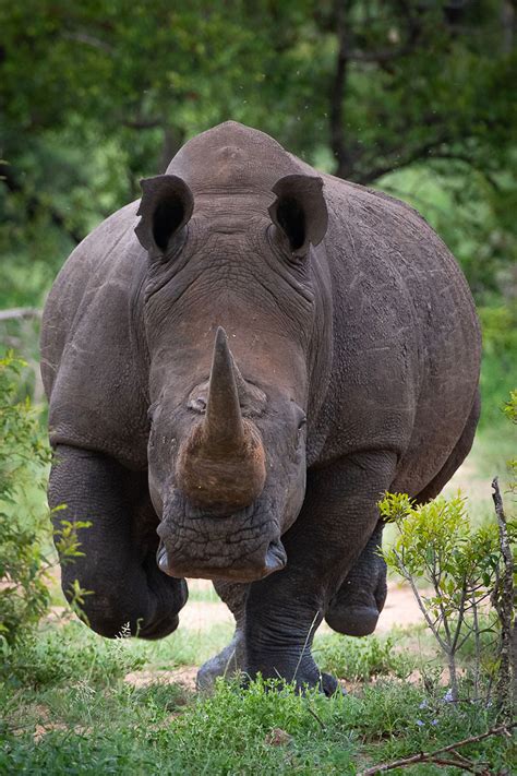 Motswari Safari Lodge | Kruger National Park | Sabi Sands Lodges