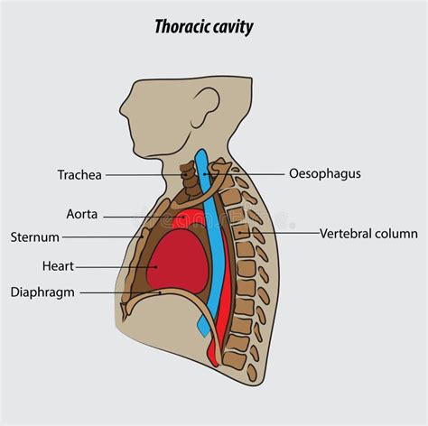 Thoracic Cavity Vector Illustration Drawing Labeled Stock Vector - Illustration of anatomical ...