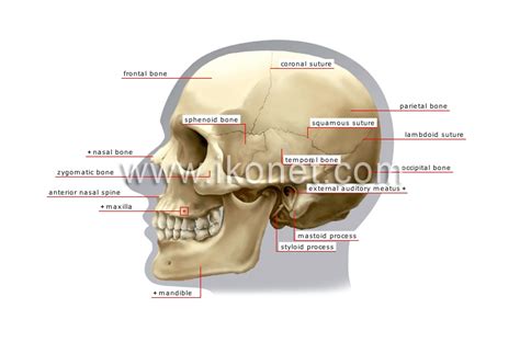 human being > anatomy > skeleton > lateral view of skull image - Visual Dictionary