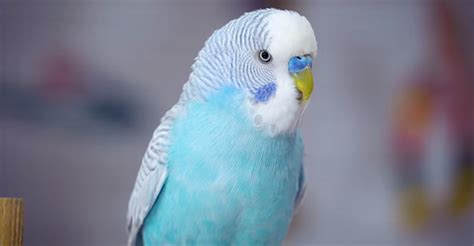 Why Is My Budgie Making Whimpering Noises? Possible Causes And ...