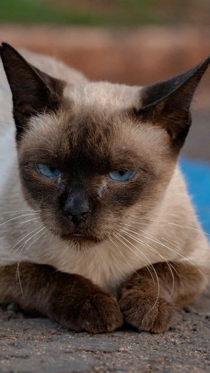 7 Siamese Cat Eye Problems: Common Eye Problems In Siamese Cats Prone To Issues