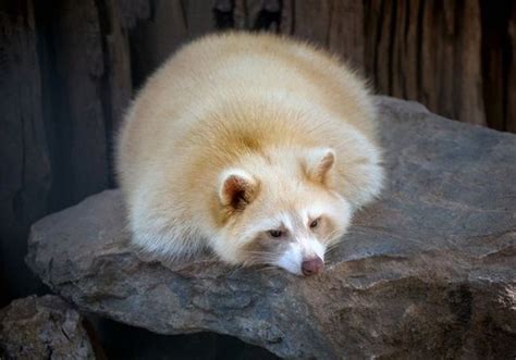 Conheça mais 17 animais albinos que já foram identificados na natureza ...