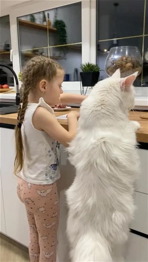 A cat in Russia is as tall as a 4-year-old child: more than 25 catties ...