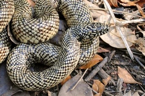 Florida Kingsnake - Lampropeltis getula floridana