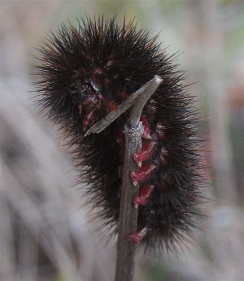 Giant Leopard Moth Caterpillar | Project Noah