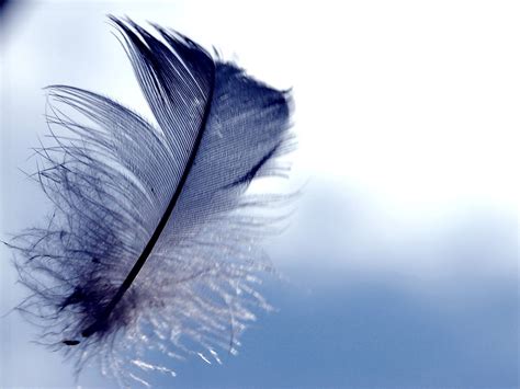 Feather wallpaper | 1600x1200 | #56057