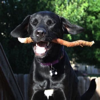 Labradane Breed Information, Characteristics & Heath Problems | DogZone.com