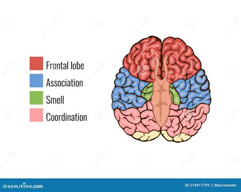 Human Brain Anatomy Composition Stock Vector - Illustration of clipart ...