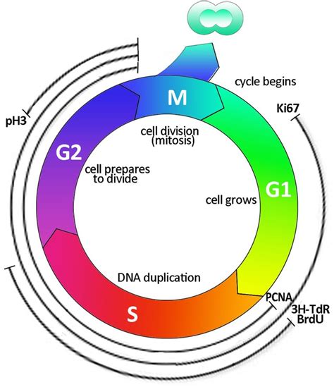 Diagram Of Cell Cycle - exatin.info