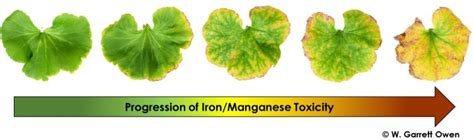 Low substrate pH causes lower leaf chlorosis and necrosis in geraniums - MSU Extension