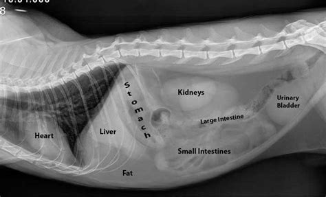 How to Read a Radiograph X-ray | Vet medicine, Veterinary radiology, Veterinary tech