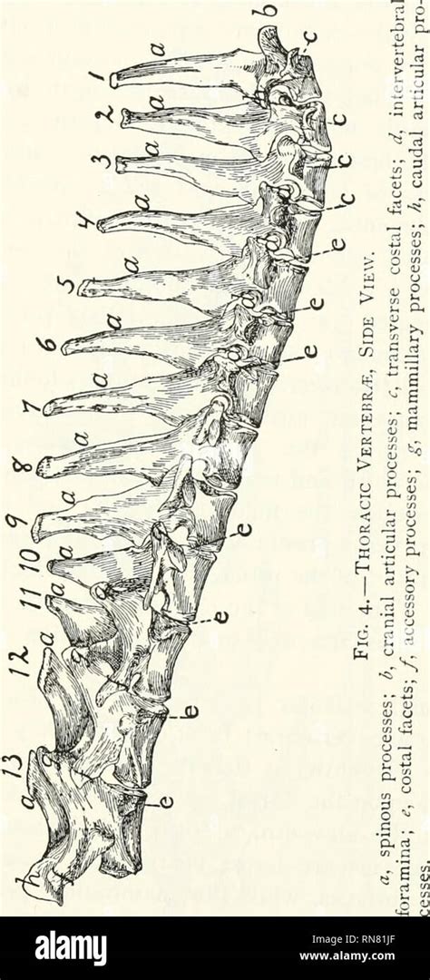 . Anatomy of the cat. Cats; Mammals. THE VERTEBRAL COLUMN. 5 ...