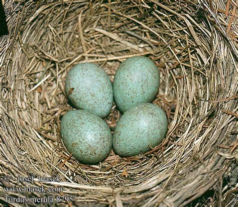 eggs nest Turdus merula Blackbird Solsort Mustarastas