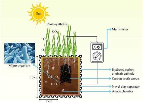 Schematic representation of the natural-plant microbial fuel cell... | Download Scientific Diagram