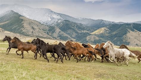 COMMENTARY | Home on the Range: Wild Horses on Public Lands