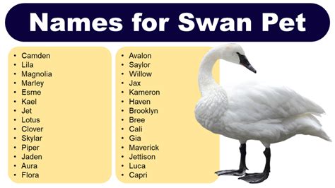 Swan Names: Amazing Names for Swan Pet - Pet Names Vocab