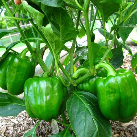 Green Bell Pepper | Star Nursery Garden and Rock Centers