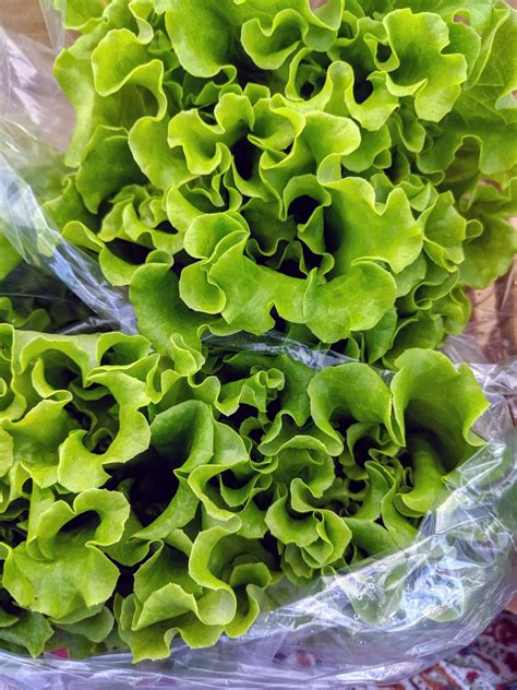 Green Leaf Lettuce - Tucker Farms