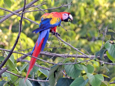 27 Beautiful Birds in Costa Rica to Observe and Admire - Sonoma Birding